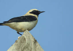 Black-eared Wheatear