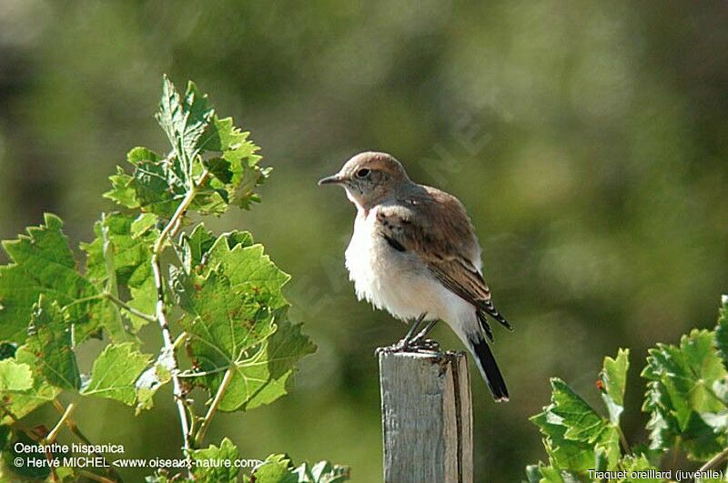 Western Black-eared Wheatear