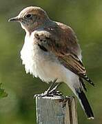 Western Black-eared Wheatear