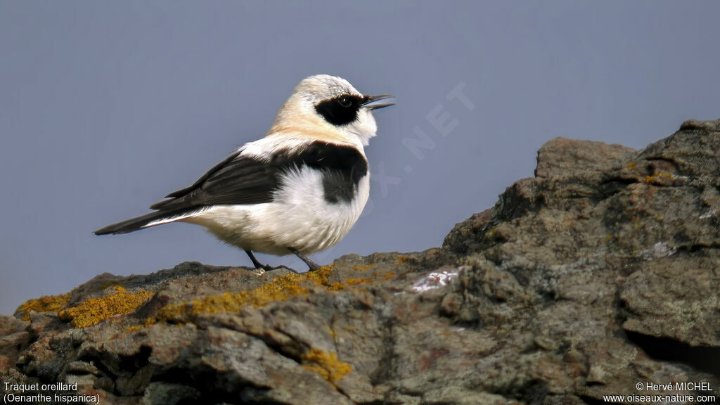 Western Black-eared Wheatear male adult breeding