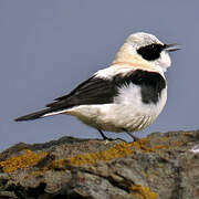 Western Black-eared Wheatear