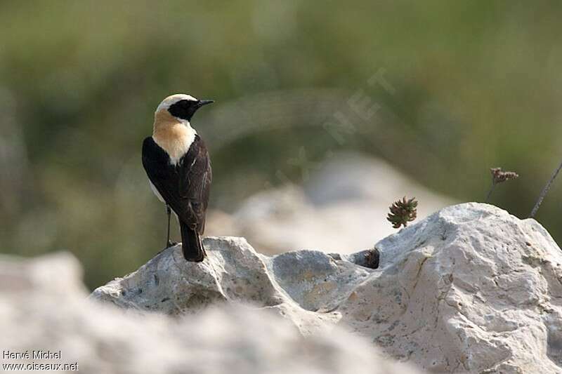 Black-eared Wheatear male adult breeding, habitat, pigmentation