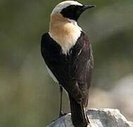 Black-eared Wheatear