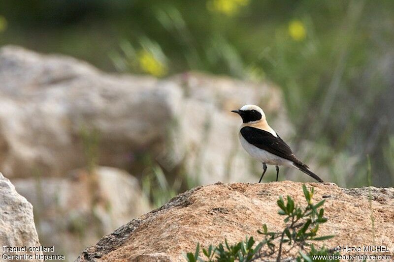 Black-eared Wheatear male adult breeding, identification