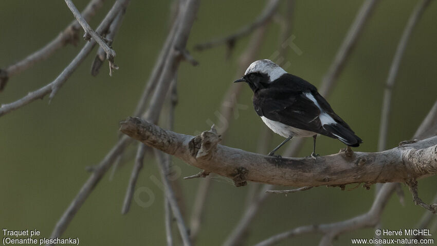 Pied Wheatear male adult breeding