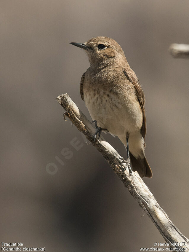 Pied Wheatear female adult breeding