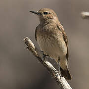 Pied Wheatear