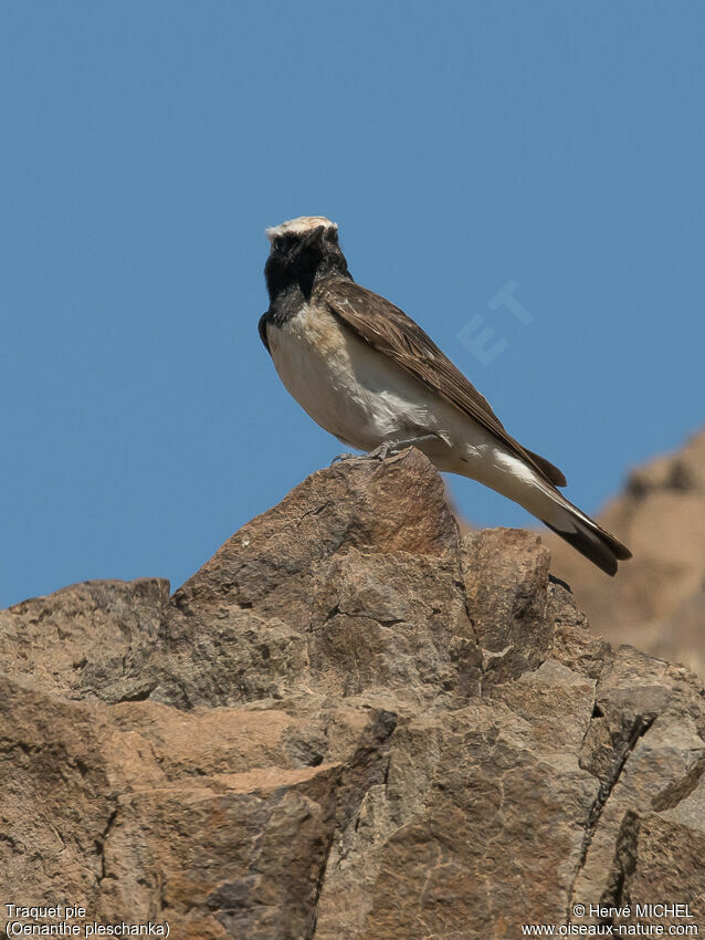 Pied Wheatear male adult breeding