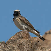 Pied Wheatear