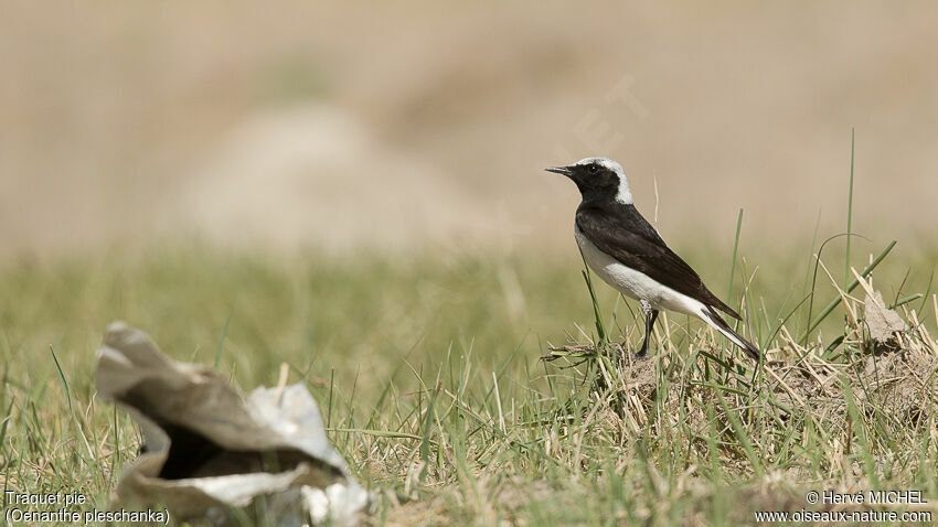 Pied Wheatear male adult breeding