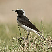 Pied Wheatear