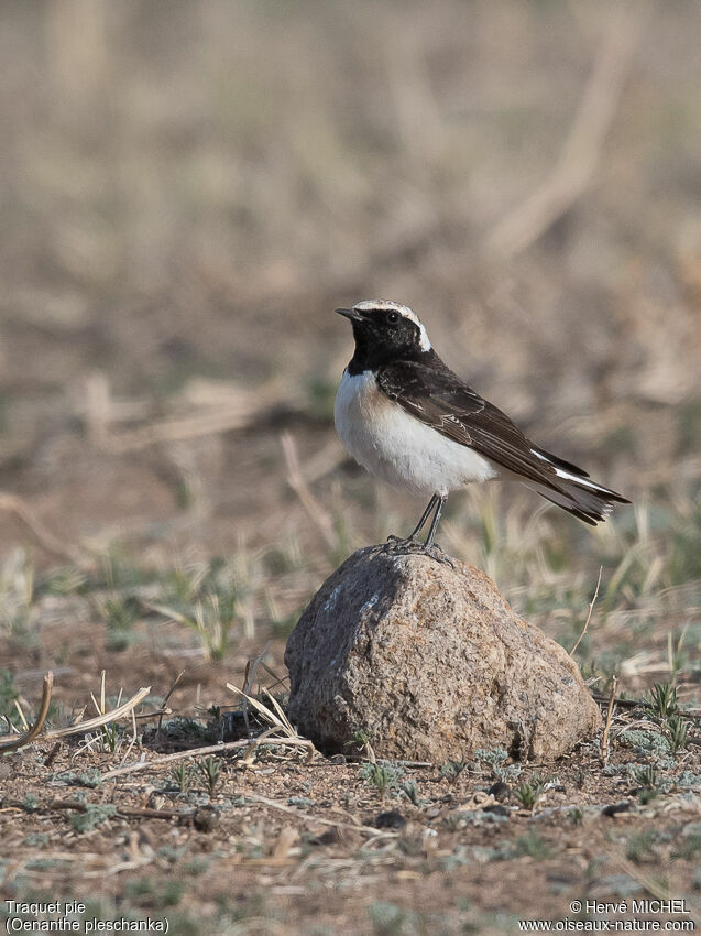 Pied Wheatear male adult breeding