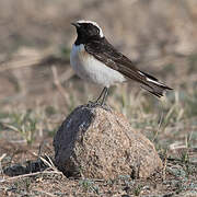 Pied Wheatear