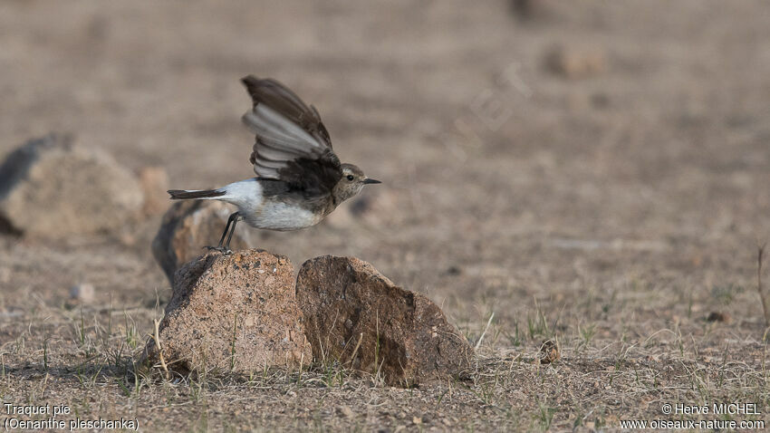 Pied Wheatear female adult breeding