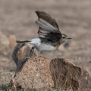 Pied Wheatear