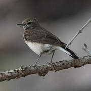 Pied Wheatear