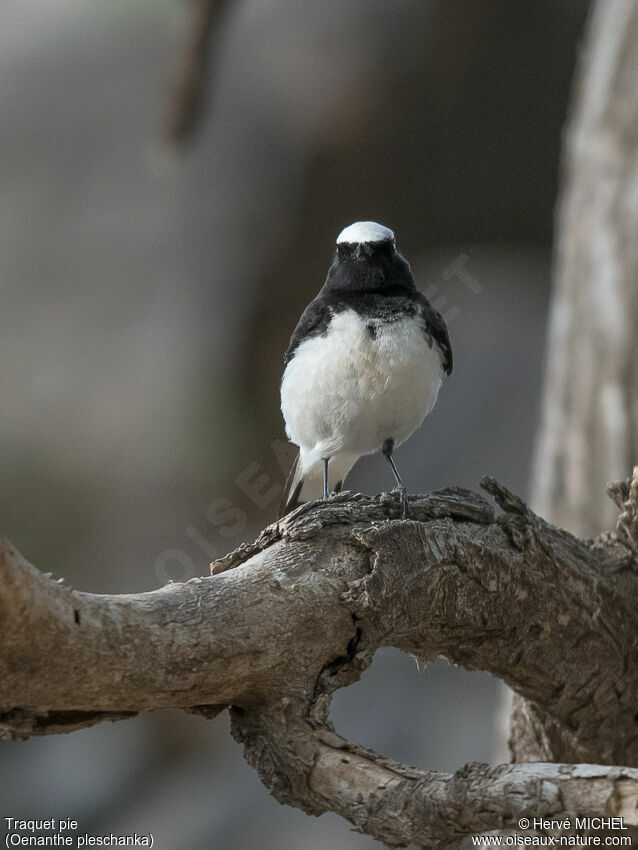 Pied Wheatear male adult breeding