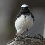 Pied Wheatear