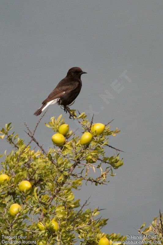 Black Wheatear male adult breeding