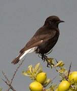 Black Wheatear