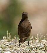 Black Wheatear