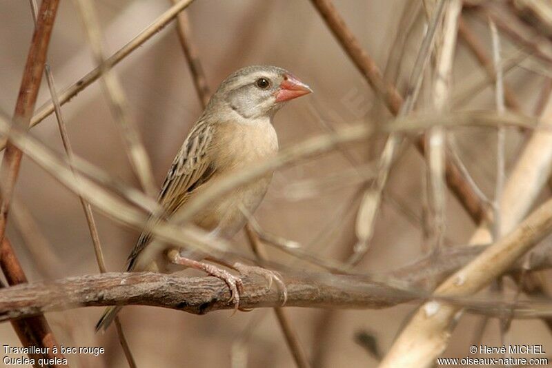 Red-billed Quelea male adult post breeding, identification