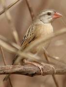 Red-billed Quelea