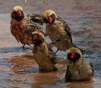 Red-billed Quelea