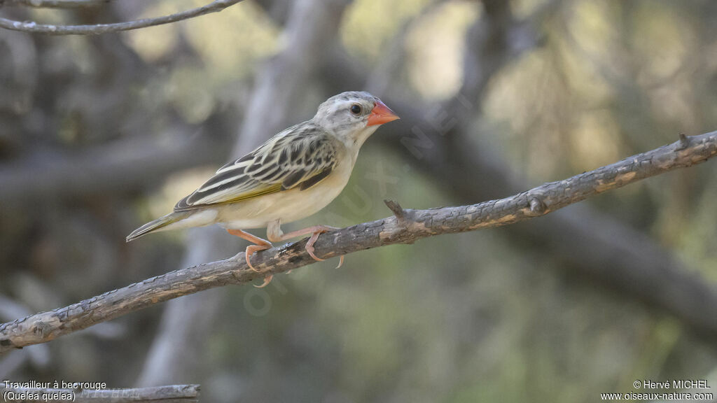 Red-billed Quelea