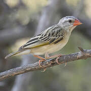 Red-billed Quelea