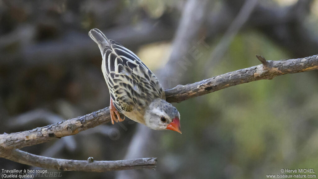 Red-billed Quelea