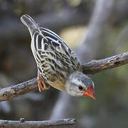 Red-billed Quelea