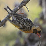 Red-billed Quelea