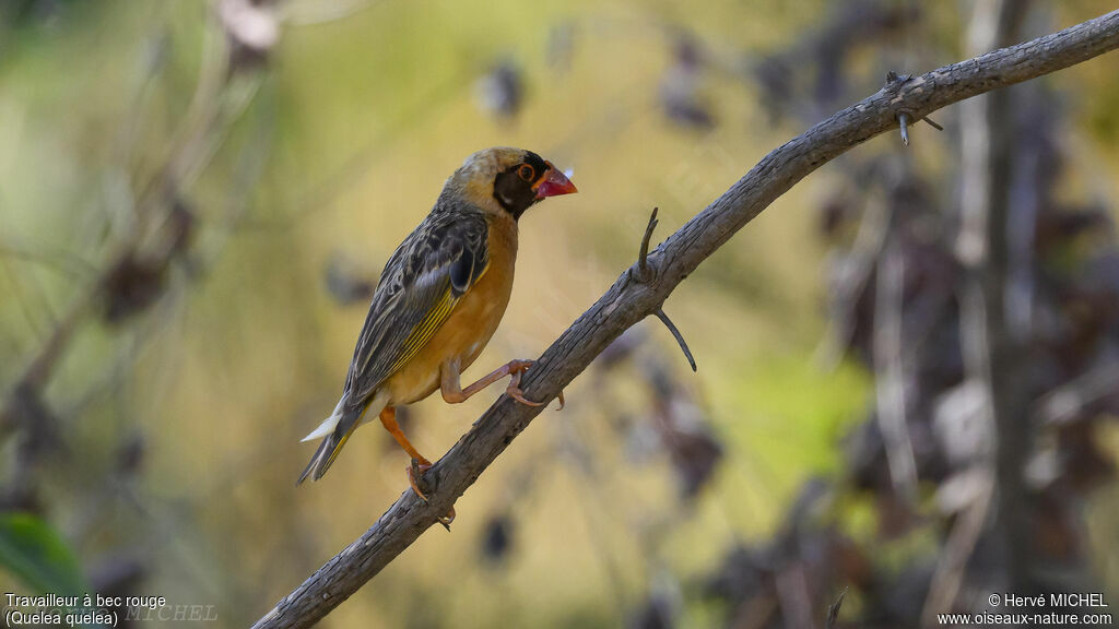 Red-billed Queleaadult breeding