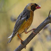 Red-billed Quelea