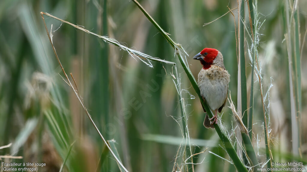 Travailleur à tête rouge