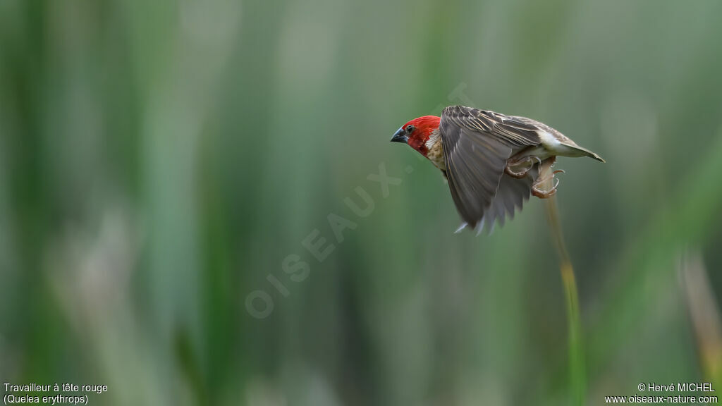 Travailleur à tête rouge