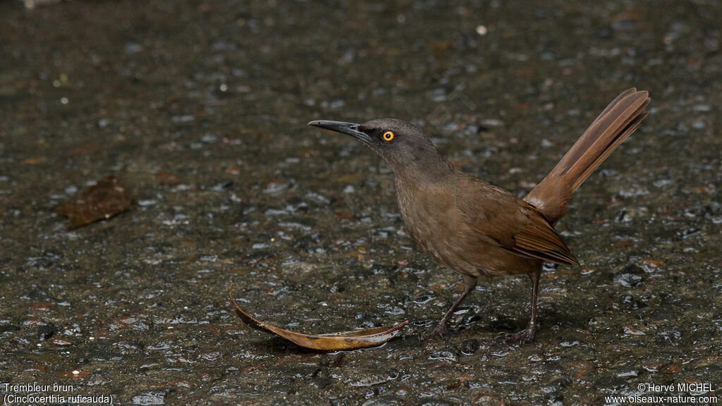 Brown Trembler