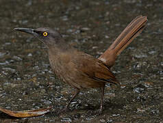 Brown Trembler