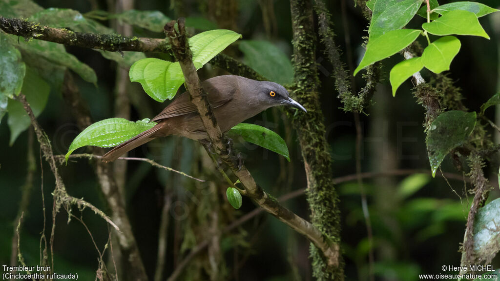 Brown Trembler