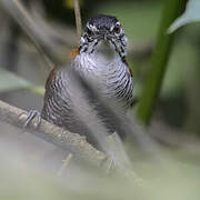 Bay Wren