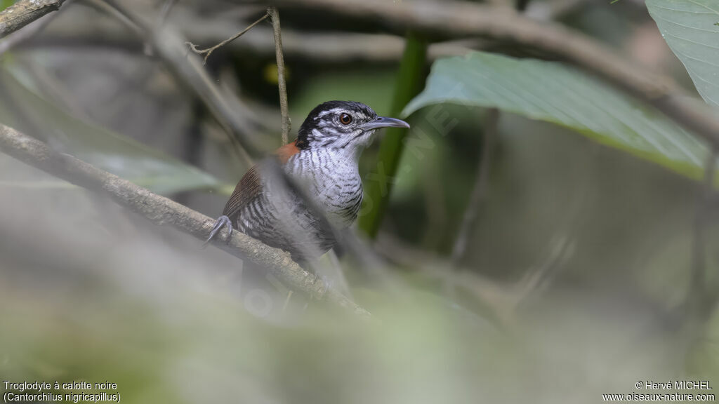 Bay Wren