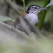 Bay Wren