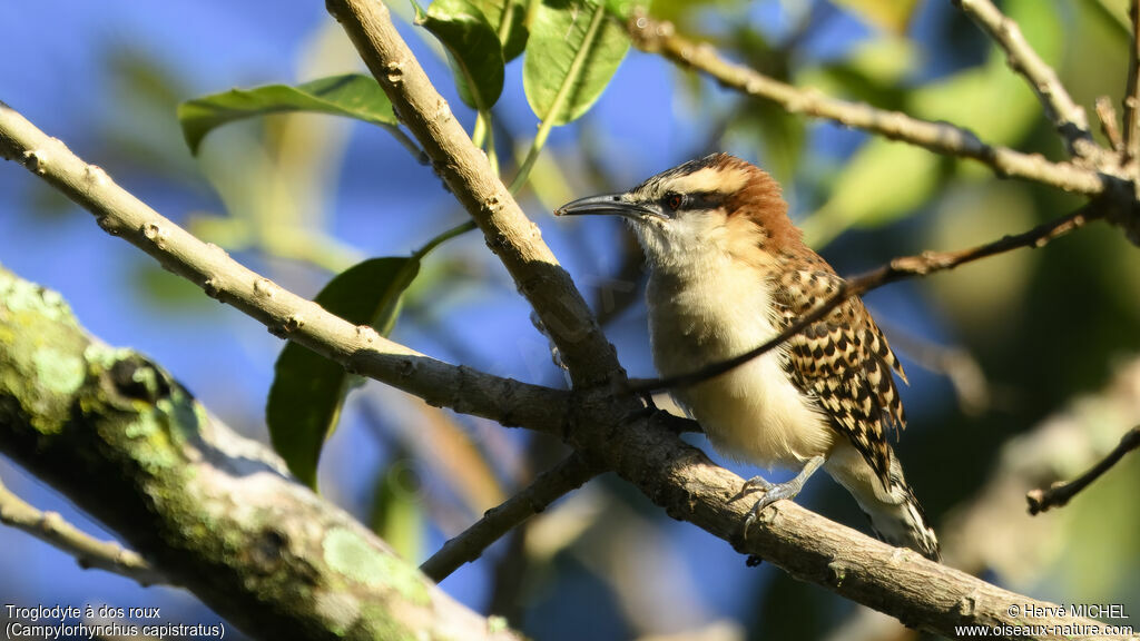 Rufous-backed Wren