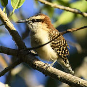 Rufous-backed Wren