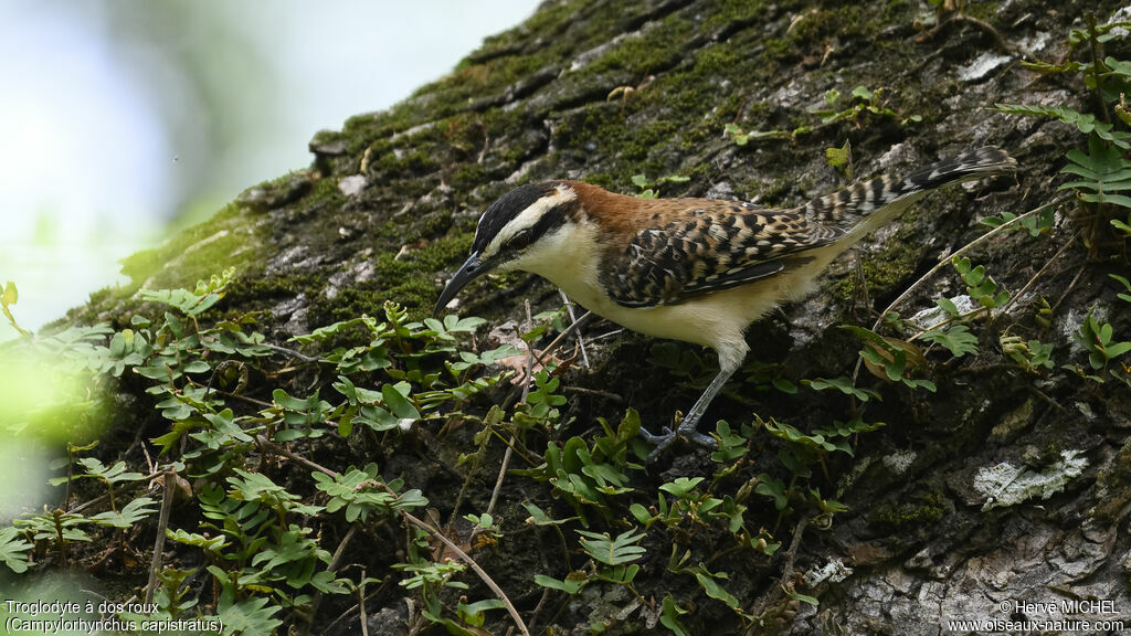 Rufous-backed Wren