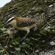 Rufous-backed Wren