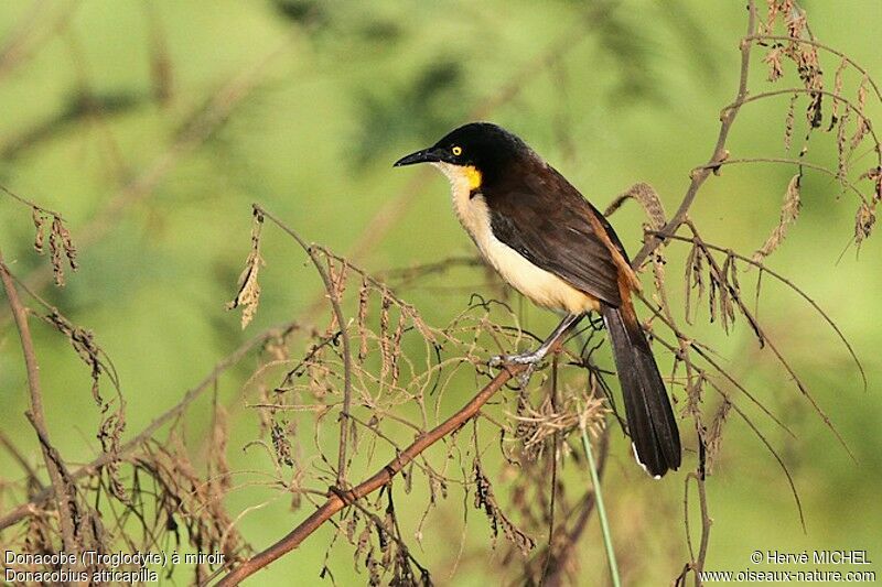 Black-capped Donacobiusadult, identification