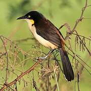 Black-capped Donacobius