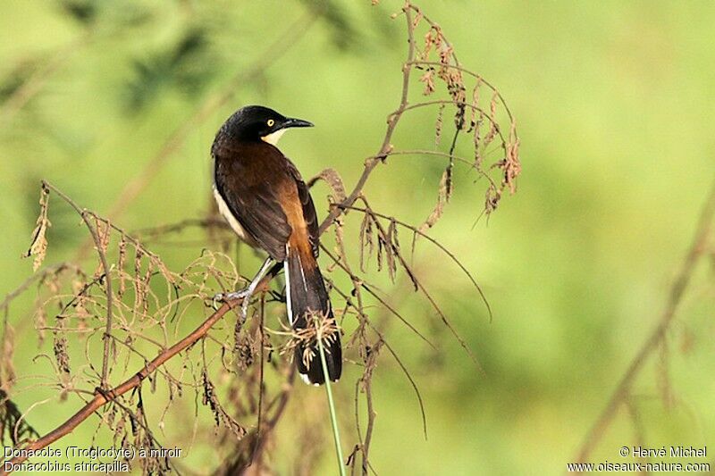 Black-capped Donacobiusadult, identification